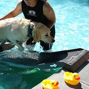 White Dog PetSTEP Pool Leg Accessory Kit Shown with Optional PetStep Ramp